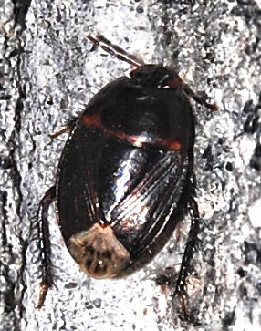 Cydnidae:  Macroscytus brunneus